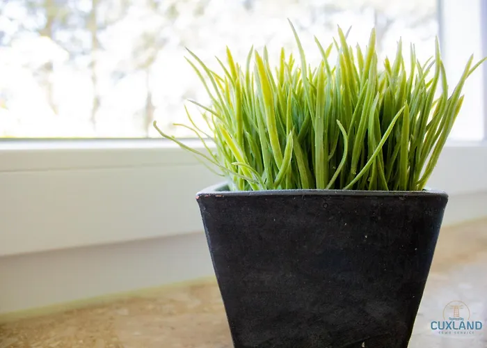 Haus Essen Whg. 22 公寓 库克斯港